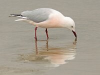 Larus genei 55, Dunsnavelmeeuw, Saxifraga-Mark Zekhuis