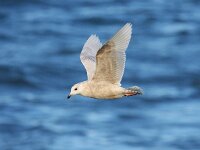 Larus glaucoides 10, Kleine burgemeester, Saxifraga-Bart Vastenhouw