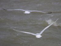 Larus glaucoides 11, Kleine Burgemeester, Saxifraga-Bart Vastenhouw