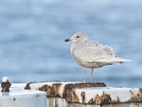 Larus glaucoides 3, Kleine burgemeester, Saxifraga-Rik Kruit