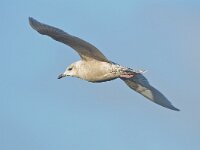 Larus glaucoides 4, Kleine burgemeester, Saxifraga-Rik Kruit