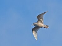 Larus glaucoides 5, Kleine burgemeester, Saxifraga-Rik Kruit