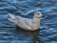 Larus glaucoides 8, Kleine burgemeester, Saxifraga-Peter Meininger