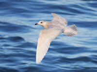 Larus glaucoides 9, Kleine burgemeester, Saxifraga-Bart Vastenhouw