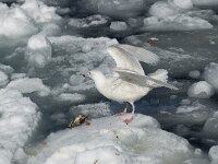 Larus hyperboreus 10, Grote burgemeester, Saxifraga-Piet Munsterman