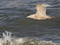Larus hyperboreus 12, Grote burgemeester, Saxifraga-Peter Meininger