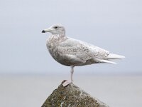 Larus hyperboreus 14, Grote burgemeester, Saxifraga-Bart Vastenhouw