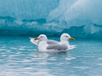 Larus hyperboreus 26, Grote burgemeester, Saxifraga-Bart Vastenhouw