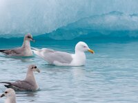 Larus hyperboreus 29, Grote burgemeester, Saxifraga-Bart Vastenhouw