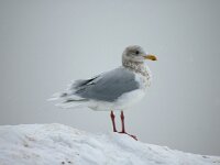 Larus hyperboreus 3, Grote burgemeester, Saxifraga-Piet Munsterman