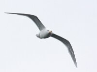 Larus hyperboreus 37, Grote burgemeester, Saxifraga-Bart Vastenhouw
