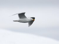 Larus hyperboreus 38, Grote burgemeester, Saxifraga-Bart Vastenhouw