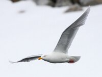 Larus hyperboreus 40, Grote burgemeester, Saxifraga-Bart Vastenhouw