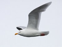 Larus hyperboreus 43, Grote burgemeester, Saxifraga-Bart Vastenhouw