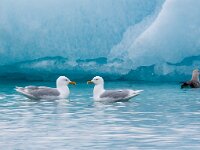 Larus hyperboreus 48, Grote burgemeester, Saxifraga-Bart Vastenhouw