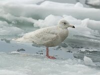 Larus hyperboreus 5, Grote burgemeester, 3rd year, Saxifraga-Piet Munsterman