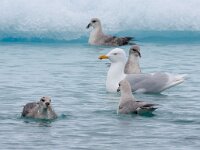 Larus hyperboreus 53, Grote burgemeester, Saxifraga-Bart Vastenhouw