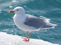 Larus hyperboreus 56, Grote burgemeester, Saxifraga-Bart Vastenhouw