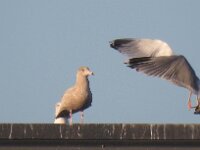 Larus hyperboreus 63, Grote burgemeester, Saxifraga-Henk Sierdsema