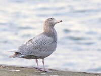 Larus hyperboreus 64, Grote burgemeester, Saxifraga-Bart Vastenhouw