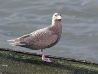 Larus hyperboreus 65, Grote burgemeester, Saxifraga-Bart Vastenhouw