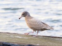 Larus hyperboreus 68, Grote burgemeester, Saxifraga-Bart Vastenhouw