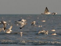 Larus ichthyaetus 4, Reuzenzwartkopmeeuw, Saxifraga-Mark Zekhuis