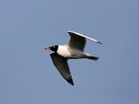 Larus ichthyaetus 7, Reuzenzwartkopmeeuw, Saxifraga-Henk Baptist