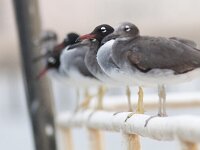 Larus leucophthalmus 2, Witoogmeeuw, Saxifraga-Mark Zekhuis