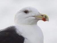Larus marinus 10, Grote mantelmeeuw, Saxifraga-Peter Meininger