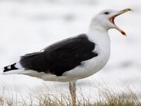 Larus marinus 11, Grote mantelmeeuw, Saxifraga-Peter Meininger
