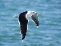 Larus marinus 12, Grote mantelmeeuw, Saxifraga-Bart Vastenhouw
