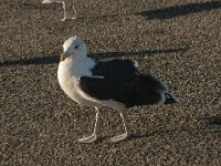 Larus marinus 13, Grote mantelmeeuw, Saxifraga-Jan van der Straaten