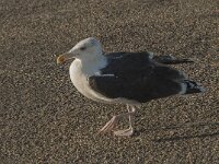 Larus marinus 14, Grote mantelmeeuw, Saxifraga-Jan van der Straaten