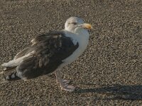 Larus marinus 15, Grote mantelmeeuw, Saxifraga-Jan van der Straaten