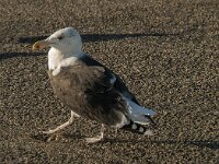 Larus marinus 16, Grote mantelmeeuw, Saxifraga-Jan van der Straaten
