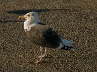 Larus marinus 17, Grote mantelmeeuw, Saxifraga-Jan van der Straaten