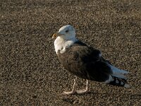 Larus marinus 18, Grote mantelmeeuw, Saxifraga-Jan van der Straaten