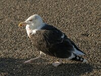 Larus marinus 19, Grote mantelmeeuw, Saxifraga-Jan van der Straaten