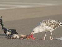 Larus marinus 2, Grote mantelmeeuw, Saxifraga-Luc Hoogenstein