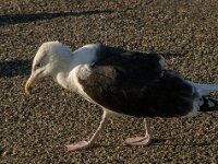Larus marinus 20, Grote mantelmeeuw, Saxifraga-Jan van der Straaten