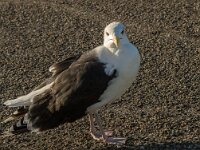 Larus marinus 21, Grote mantelmeeuw, Saxifraga-Jan van der Straaten