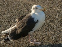 Larus marinus 22, Grote mantelmeeuw, Saxifraga-Jan van der Straaten