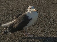 Larus marinus 23, Grote mantelmeeuw, Saxifraga-Jan van der Straaten