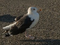 Larus marinus 24, Grote mantelmeeuw, Saxifraga-Jan van der Straaten