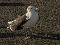Larus marinus 25, Grote mantelmeeuw, Saxifraga-Jan van der Straaten