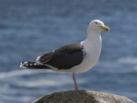 Larus marinus 26, Grote mantelmeeuw, Saxifraga-Peter Stein