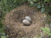Larus marinus 27, Grote mantelmeeuw, Saxifraga-Peter Stein