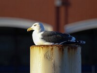 Larus marinus 28, Grote mantelmeeuw, Saxifraga-Bart Vastenhouw