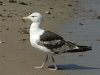 Larus marinus 29, Grote mantelmeeuw, 3rd winter, Saxifraga-Jan van der Straaten